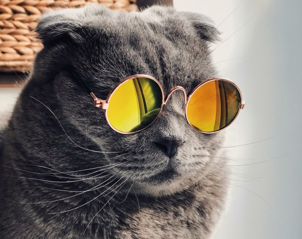 Katze bitloft 